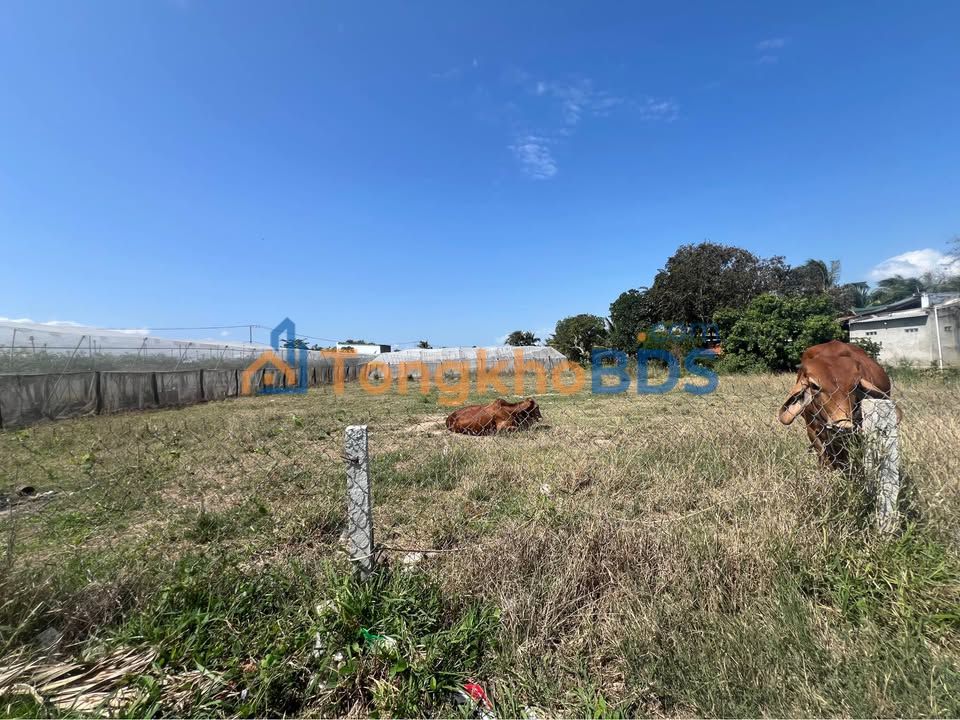 Đất Thổ Cư Ninh Phước 126m² - Sổ Riêng, Giá Tốt 650 Triệu