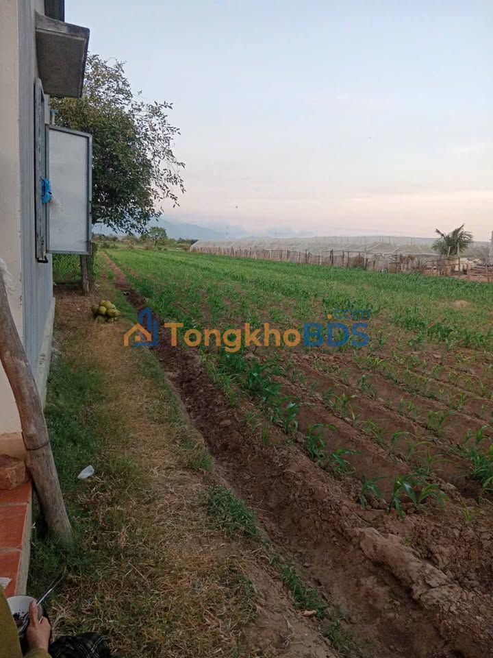 Bán Gấp 10800m² Đất Vườn Xã Phước Hậu, Ninh Thuận - Sổ Hồng Sẵn Sàng