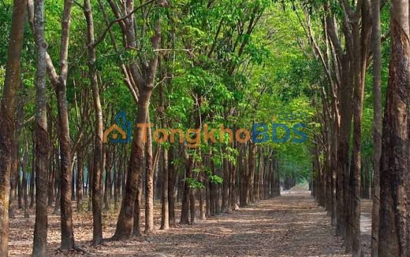 Bán Gấp 16ha Cao Su Vườn Tiền Tỷ Tại Chơn Thành, Bình Phước