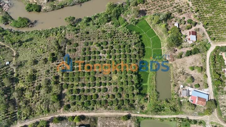 Bán Gấp Vườn Vải Kinh Doanh 9100m² Đắk Lắk - Lời Ngay 1.5 Tỷ