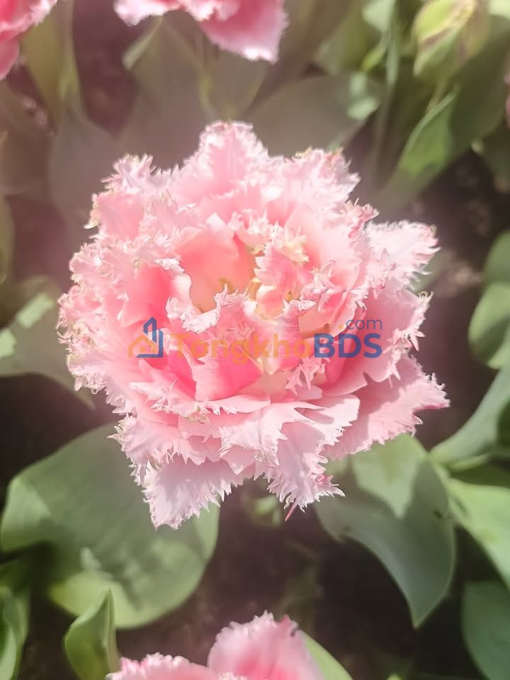 Đất nền Ái Nghĩa Đại Lộc 185m² - Đất thổ cư 100%