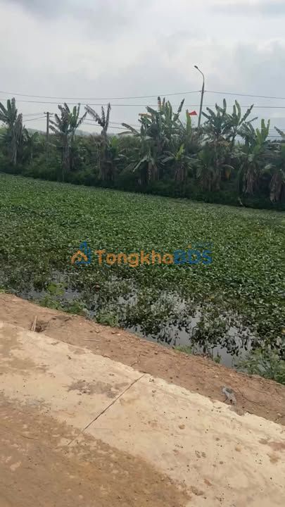 Đất Đấu Giá Thanh Thủy, Phú Thọ - 100m² - Giá Tốt Dưới 20 Triệu/m²