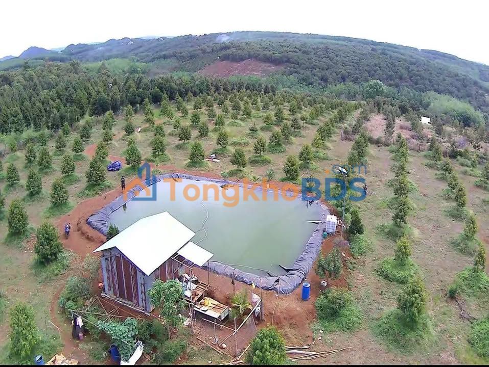Farm Sầu Riêng 23.000m² Xã Phước Sơn, Bình Phước - Thu Hoạch Ngay 6.5 Tỷ