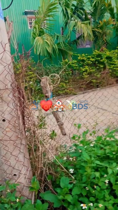 Đất Nền Đồi Thông, Đăk Mil 168m² - Sổ Đỏ Sẵn Sàng