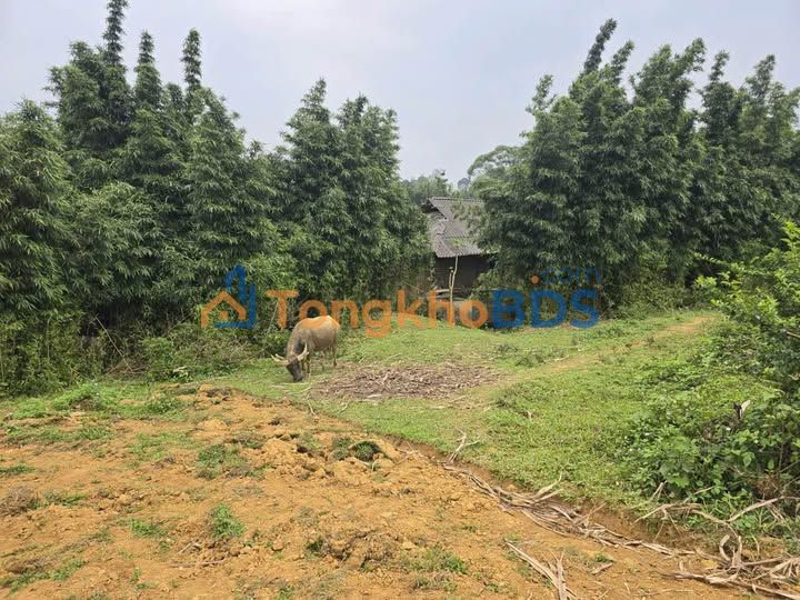 Bán đất Lạc Sơn, Hoà Bình 4000m² sổ hồng sẵn - Giá đầu tư 5xx triệu