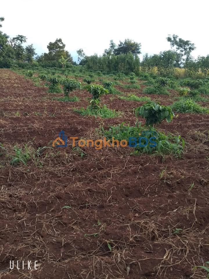 Bán Đất Trồng Cây Công Nghiệp 3600m² Đắk Lắk - Sổ Sẵn