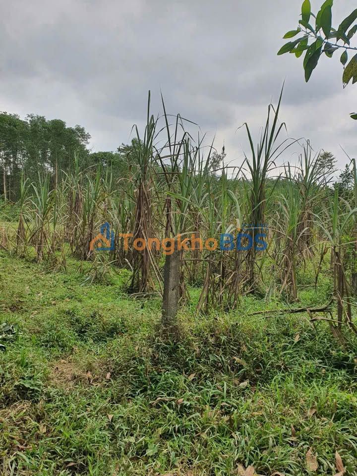 Đất Trồng Cây Phường Thủy Xuân, Huế 564m² Giá Dưới 1 Tỷ - Vườn Nghỉ Dưỡng Lý Tưởng