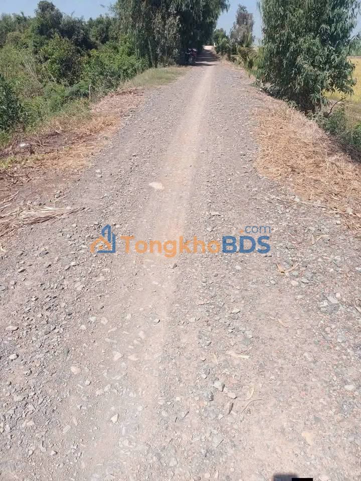 Bán Gấp 15 Công Lúa Vụ Long An - 2 Mặt Tiền Kênh, Lộ Đá Xanh