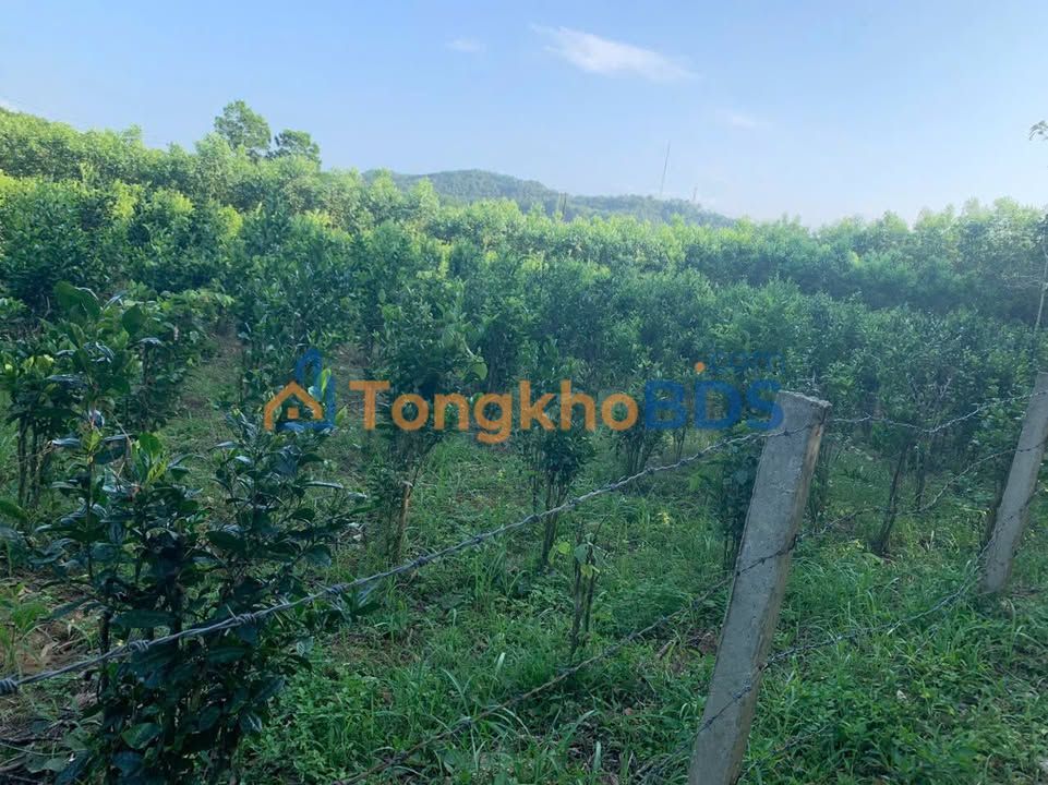 Đất Vườn 1700m² Thủy Bằng, Huế - Giá Đầu Tư 1.7 Tỷ