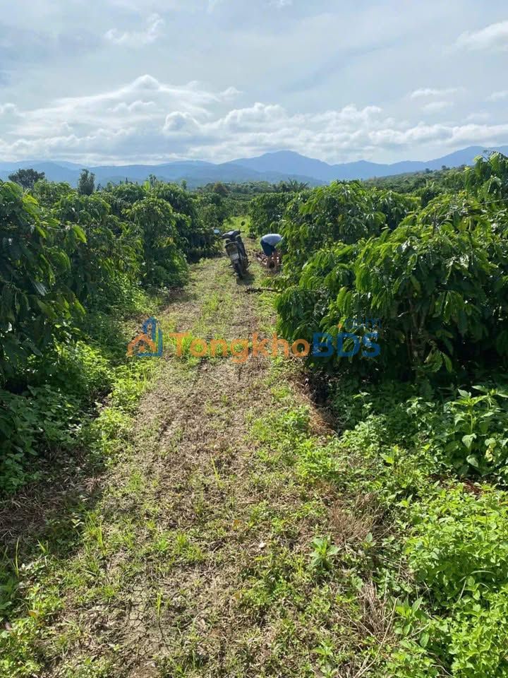 Bán Gấp Đất Farm 7000m² Xã Đắk Ha, Đắk Nông - Giá 2.55 Tỷ