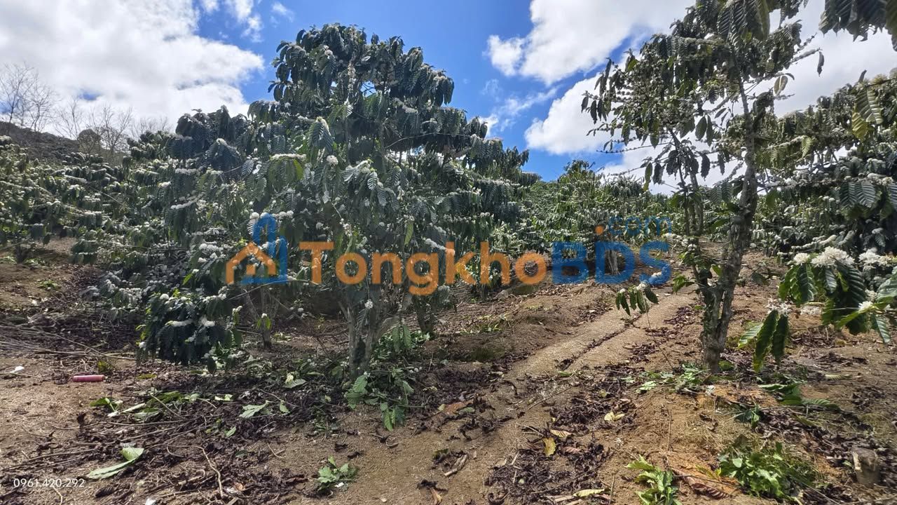 Đất Vườn Đam Rông 9000m² - Sổ Đỏ Chính Chủ, Sẵn Sàng Đầu Tư