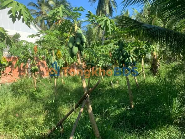 Đất Vườn 531.9m² Mặt Tiền 12m Đường Nhựa - Phường An Hội, TP Bến Tre - Giá Tốt