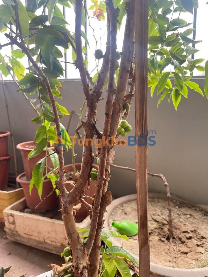 Nhà Mặt Ngõ Kinh Doanh Định Công Hạ 60m² - Giá Tốt Dưới 2.2 Tỷ