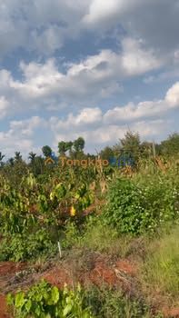 Bán Gấp Farm 10.000m² Đắk Lắk - Trồng 140 Cây Sầu Riêng, 1500 Cây Cà Phê Bói - Giá 4.7 Tỷ