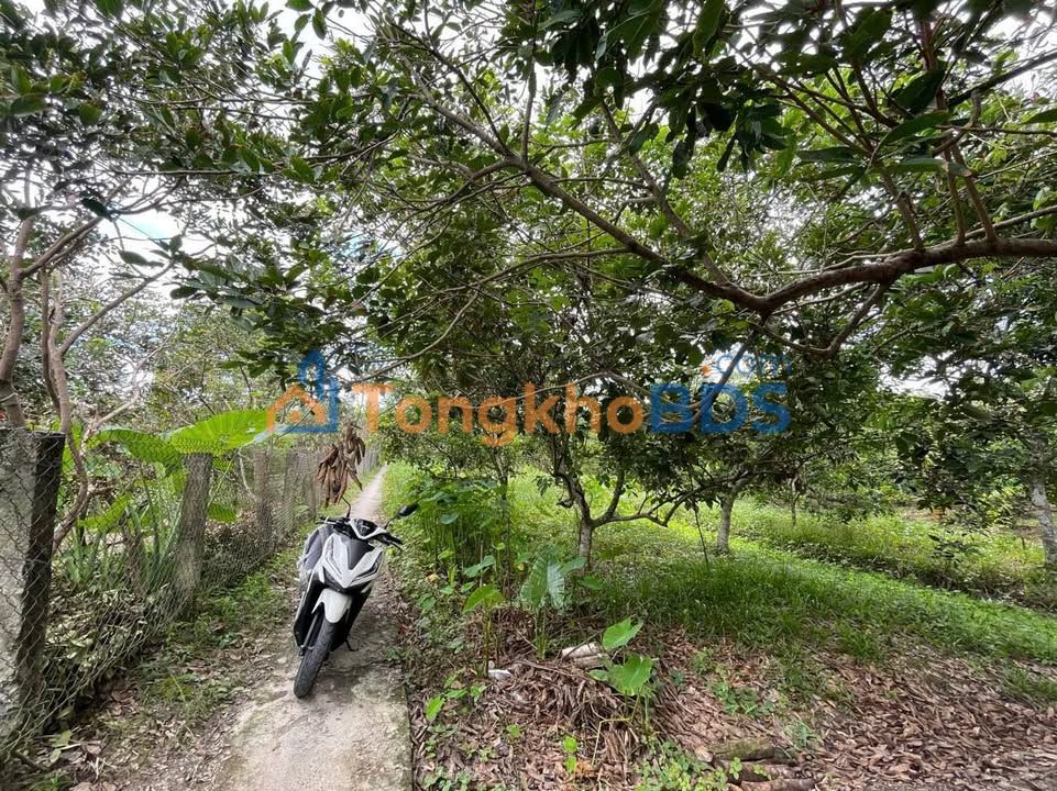 Farm Hòa Ninh Long Hồ 2.050m² 900 triệu - Sổ hồng rõ ràng
