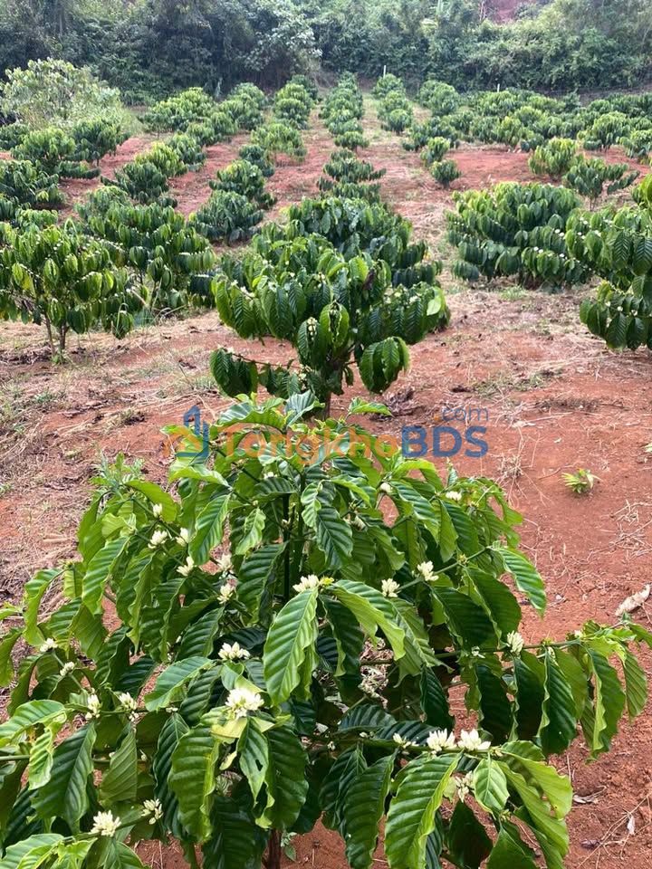 Đất Nâm N'Jang Đắk Song 1.612m² giá 1.85 tỷ - Sổ đỏ chính chủ