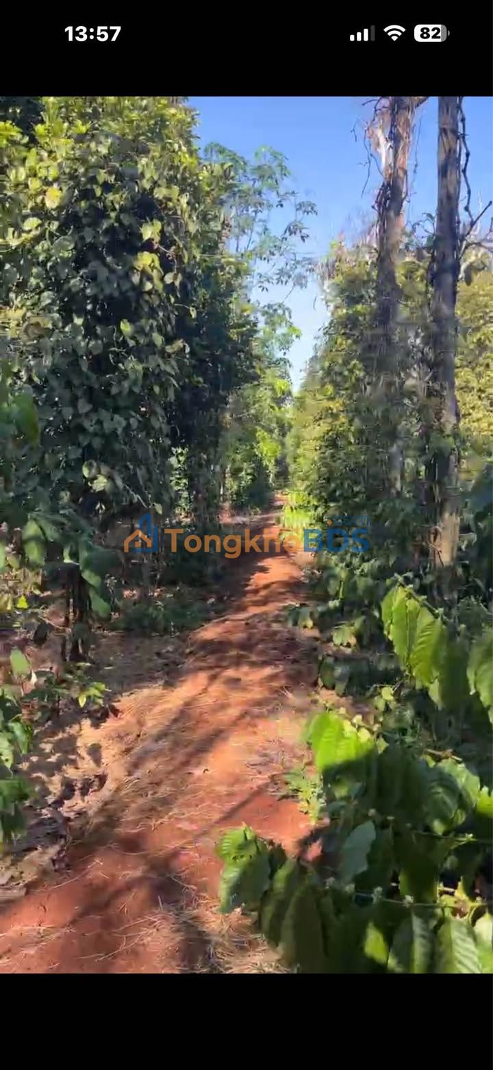 Đất vườn Lộc An 1ha 2,2 tỷ - Sinh thái xanh đầu tư dài hạn