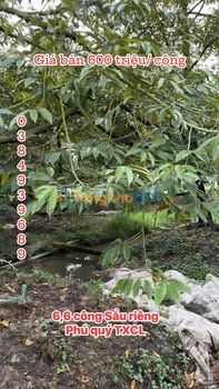 Đất nông nghiệp Phú Quý 6.600m² 3,96 tỷ - Đầu tư dài hạn