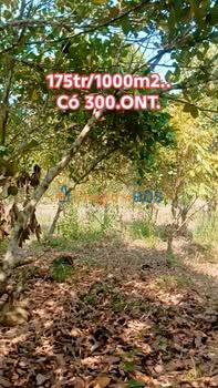 Đất vườn Gia Canh Định Quán 20.000m² 3.5 tỷ - Nghỉ dưỡng