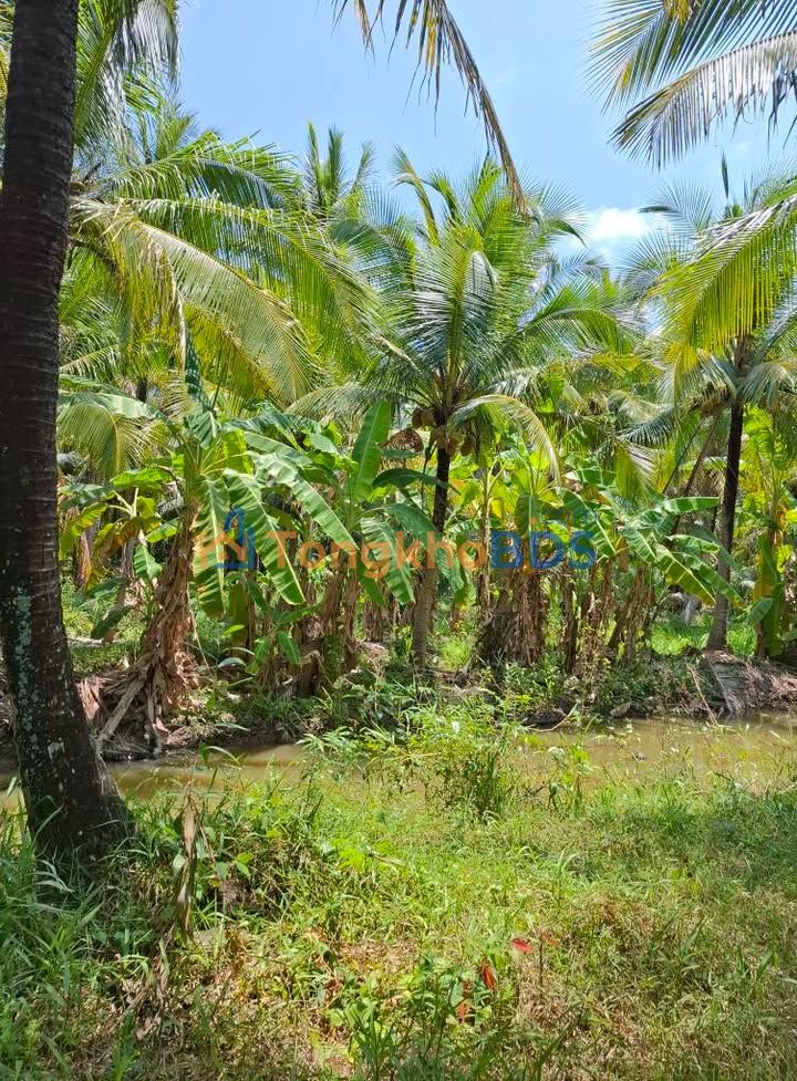 Đất vườn Hoa Lâm Tân Bình 1500m² 750 triệu - Đầu tư dài hạn