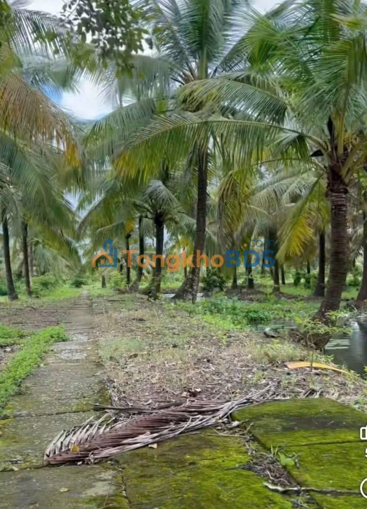 Đất vườn Nam Kỳ Khởi Nghĩa 15.000m² 7.9 tỷ - Sinh thái xanh