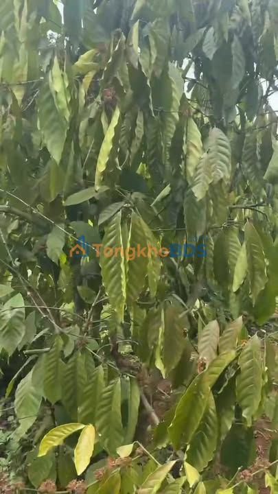 Trang trại Thuận An Đăk Mil 4000m² 1.35 tỷ Sổ đỏ chính chủ