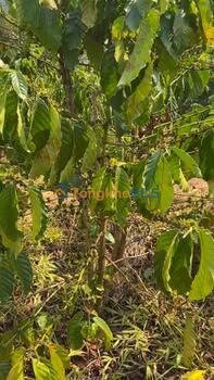 Farm Trường Xuân Đắk Song 2700m² 820 triệu - Tiềm năng tăng giá