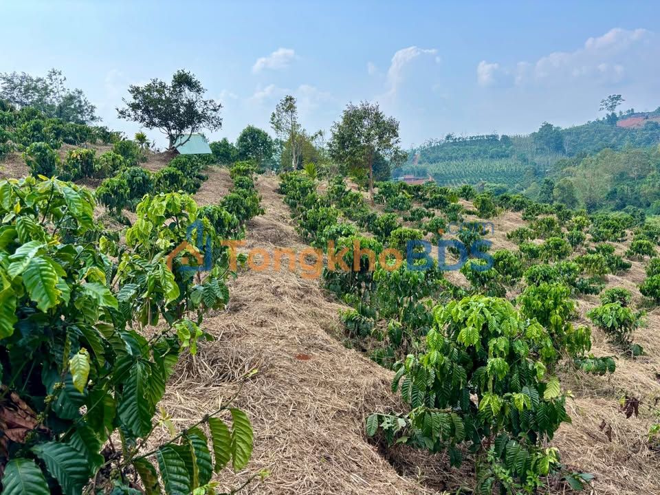 Farm Truong Xuan 1,85ha gia 3,6 ty - Phap ly ro rang