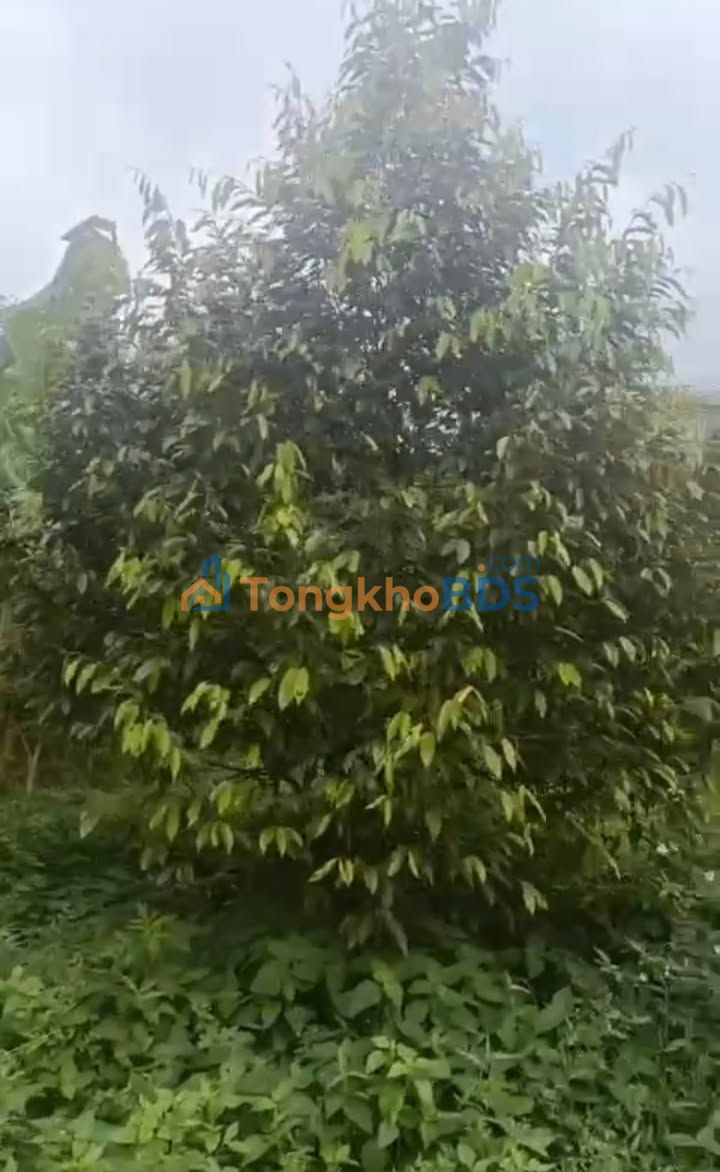 Đất Suối Cam Đồng Xoài 720m² 1.8 tỷ - Tiềm năng tăng giá