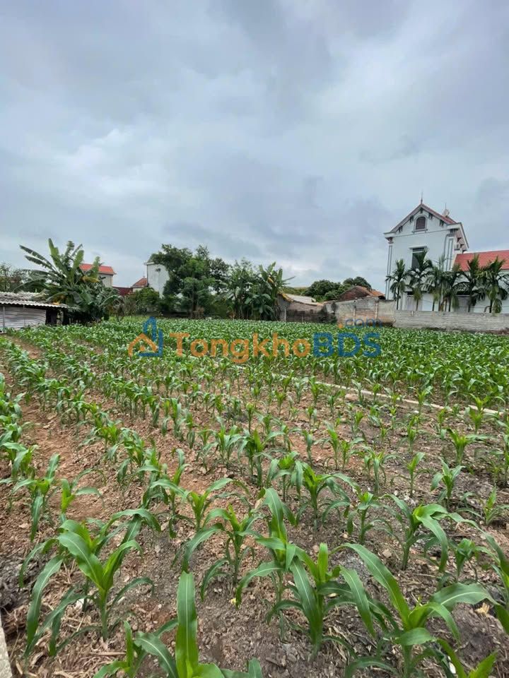 Đất nền Kim Động 113m² dưới 1.5 tỷ - Đường to ô tô