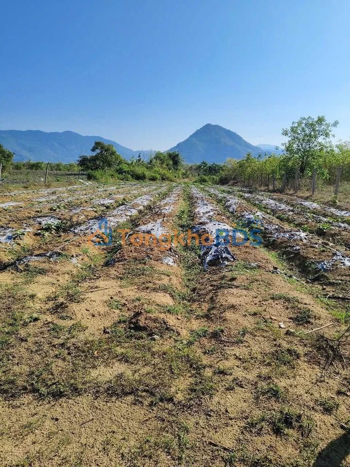 Đất Lâm Sơn Ninh Sơn 1440m² 450 triệu - Đường ô tô