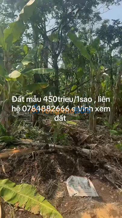 Đất nông nghiệp Tân Hưng Bàu Bàng 10.360m² 12,95 tỷ - Đường to ô tô