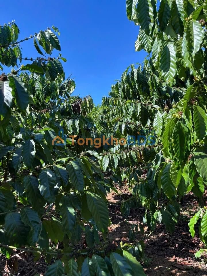 Đất Vườn Lộc Ngãi 6000m² Mặt Tiền Nhựa - Giá 3.2 Tỷ Đầu Tư Sinh Lời