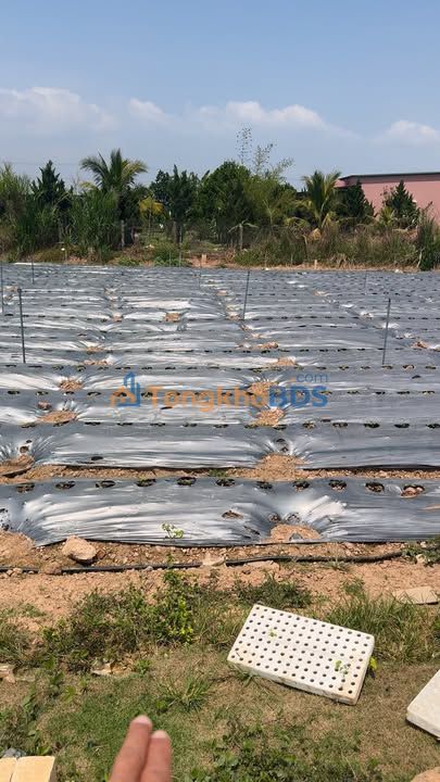 Đất nền Quốc lộ 27 B' Lá 75m² 650 triệu - Sổ đỏ chính chủ