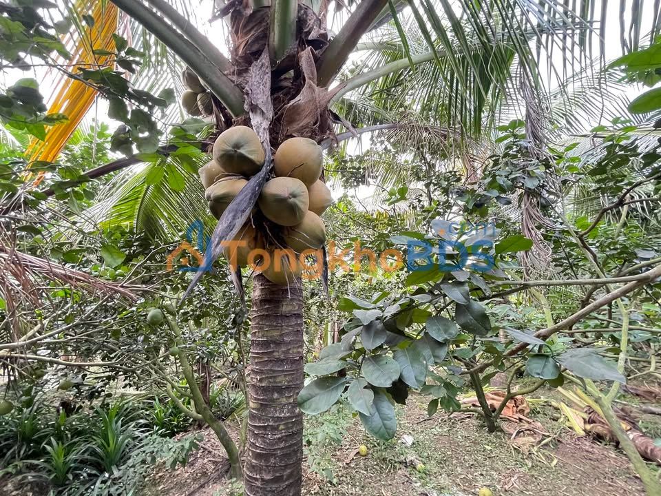 Đất vườn Mỹ Tho Tịnh An 5.200m² 3,64 tỷ - Sinh thái xanh