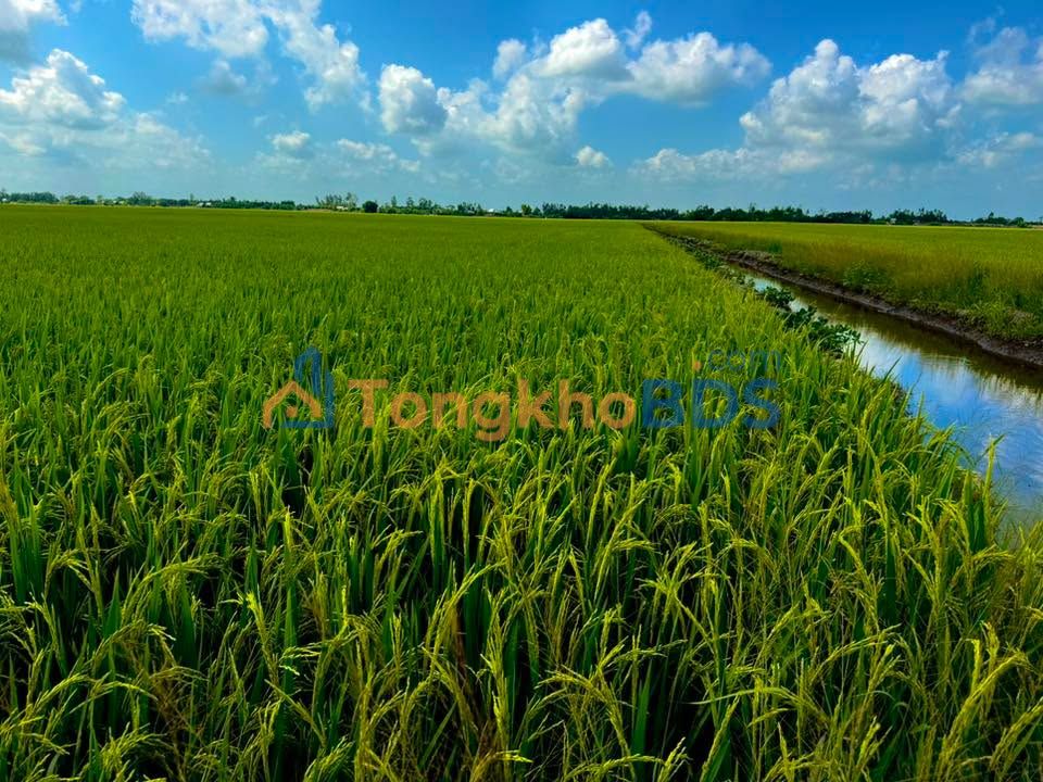 Đất ruộng Tân Công Sính Tam Nông 27.000m² 2,565 tỷ - Giá F0 CĐT