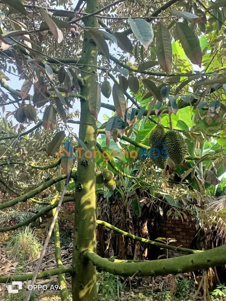 Đất nền Mỹ Quý 180m² 500 triệu - Sổ đỏ chính chủ