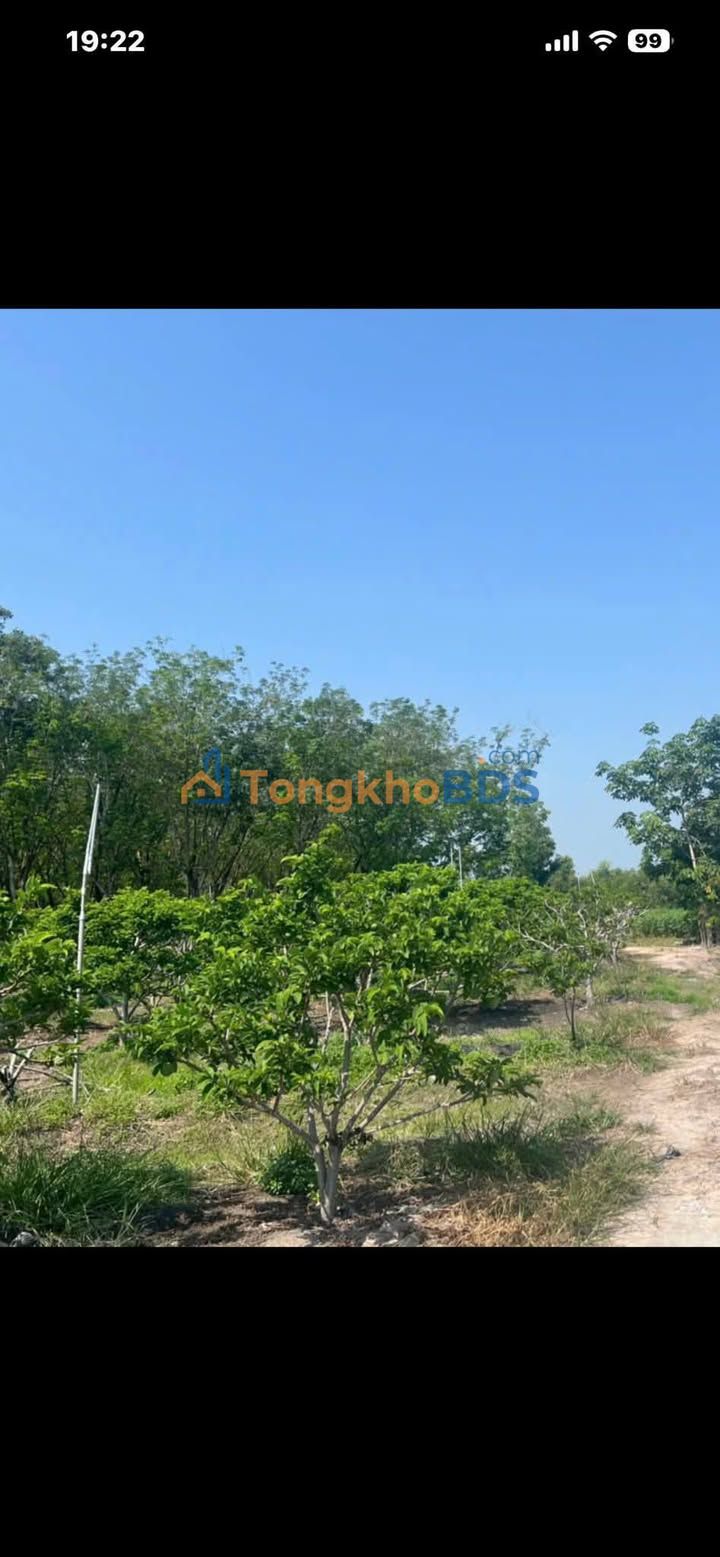 Trang trại Tân Phú Tân Châu 30.000m² 3,6 tỷ - Đầu tư dài hạn