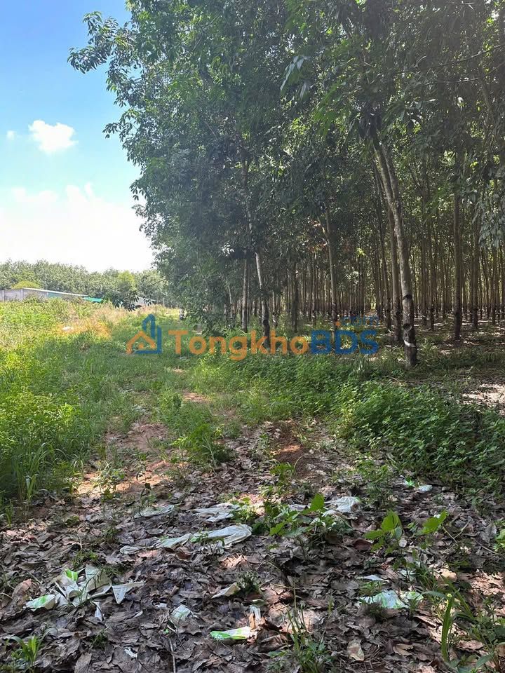 Farm Thạnh Tây Tân Biên 17ha 24.65 tỷ - Đầu tư dài hạn