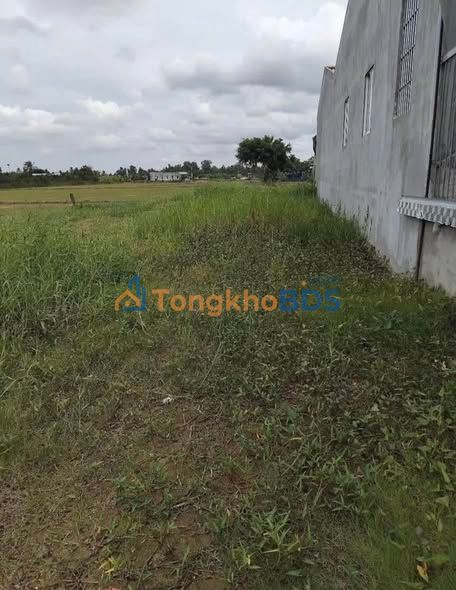 Đất Thổ Cư Mặt Tiền Cao Thị Mai, Tân Trụ - 220m² Giá 1.55 Tỷ