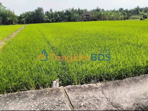 Đất lúa An Hòa 1 Bình An 2.2k m² giá 750 triệu - Sổ đỏ chính chủ