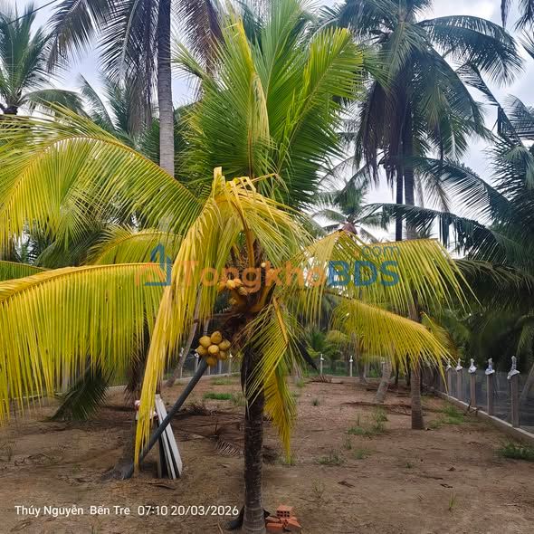 Bán Đất 757m² Mỏ Cày Nam, Bến Tre - Sổ Đỏ Thổ Cư, Giá Tốt Nhất