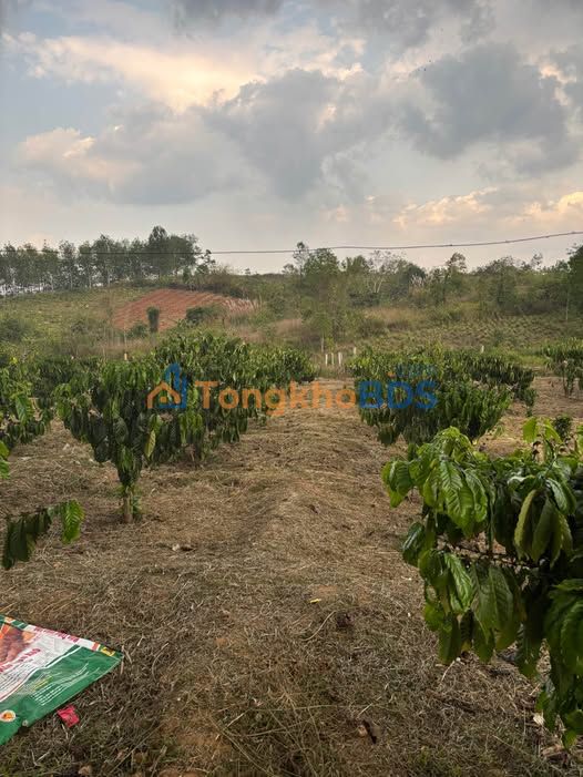 Đất vườn Đắk Cấm Kon Tum 1.7ha 2 tỷ - Sổ đỏ chính chủ