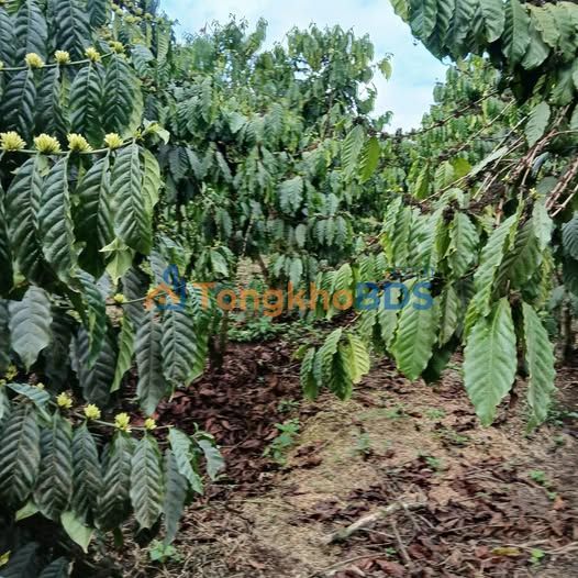 Đất Đam Rông 3.240m² 1,5 tỷ - Đường to ô tô vào vườn