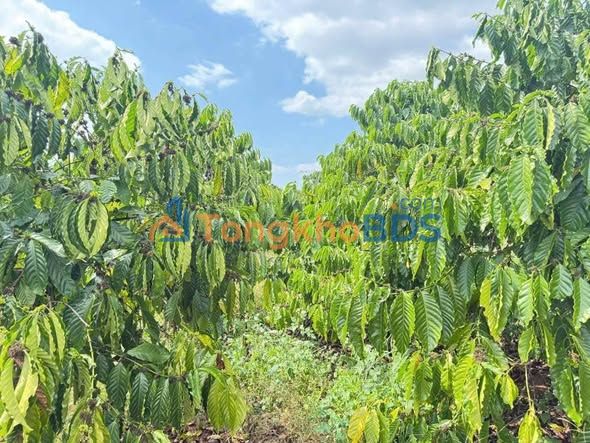 Đất vườn Đạ Đờn Lâm Hà 2.880m² 1,6 tỷ - Sinh thái xanh