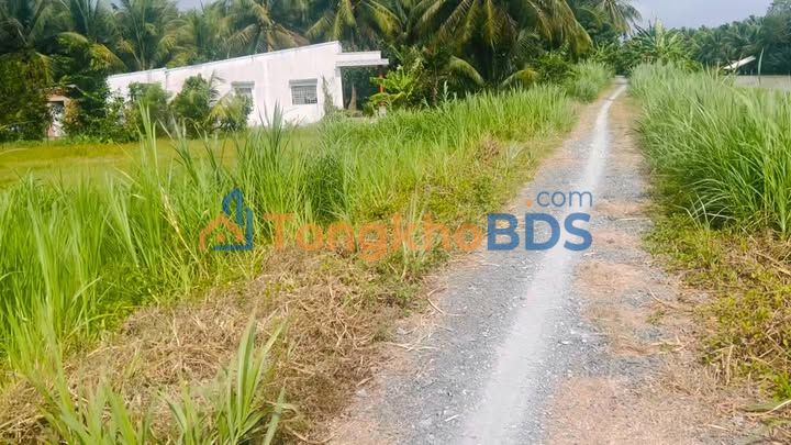 Đất nền Bình Ninh Chợ Gạo 300m² 700 triệu - Đường to ô tô