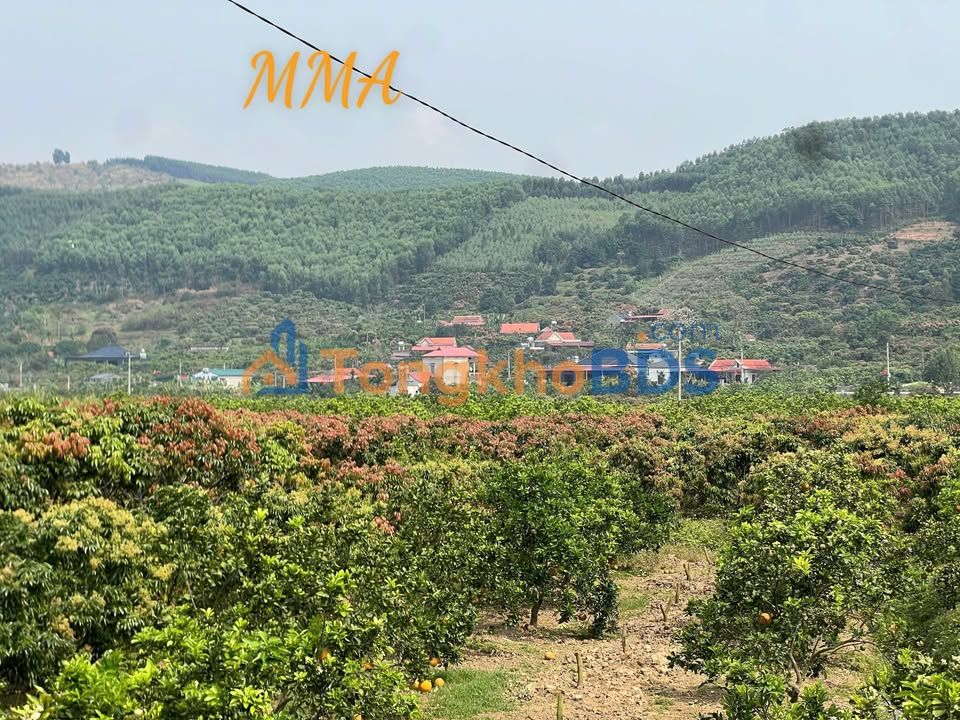 Đất vườn Biềng Nam Dương Lục Ngạn 1.778m² 1 tỷ - Nghỉ dưỡng xanh