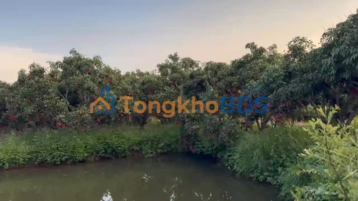 Đất vườn Sao Đỏ 3.545m² 2 tỷ - Nghỉ dưỡng lý tưởng