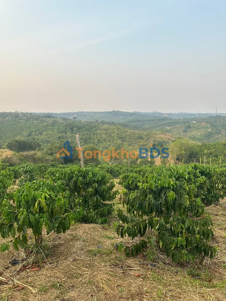 Đất nền Gia Nghĩa 1.6ha 2.25 tỷ - Sổ đỏ chính chủ