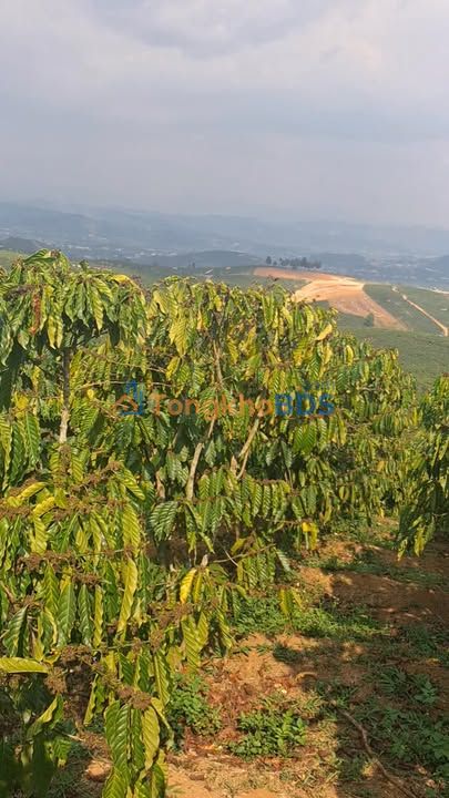 Bán Gấp Farm Cafe 7000m² Đà Lạt - Mặt Đường, View Đẹp, Giá 24.5 Tỷ